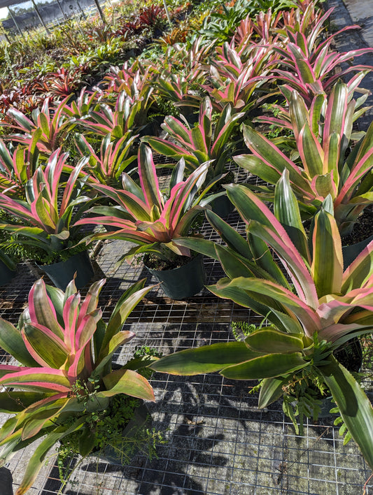 Aechmea lueddemanniana 'Mend'