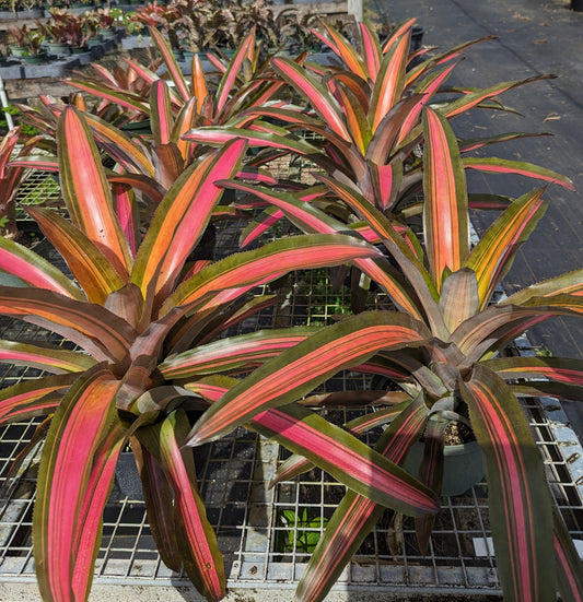 Aechmea 'Alvarez'