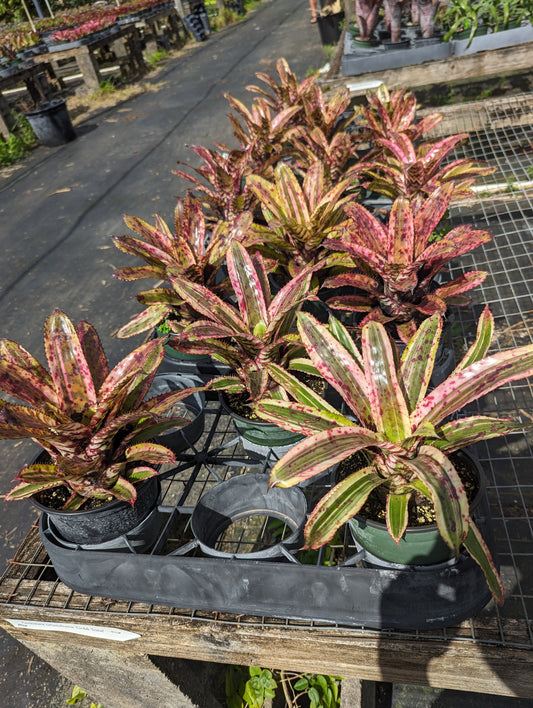 Aechmea orlandiana 'Gold Tone'