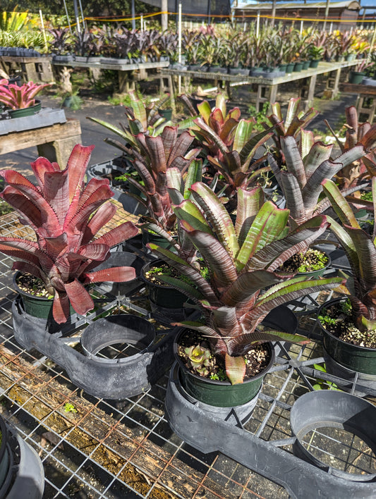 Aechmea nudicaulis pleurifolia