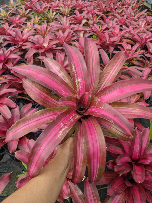 Neoregelia 'Sweet Vibrations'