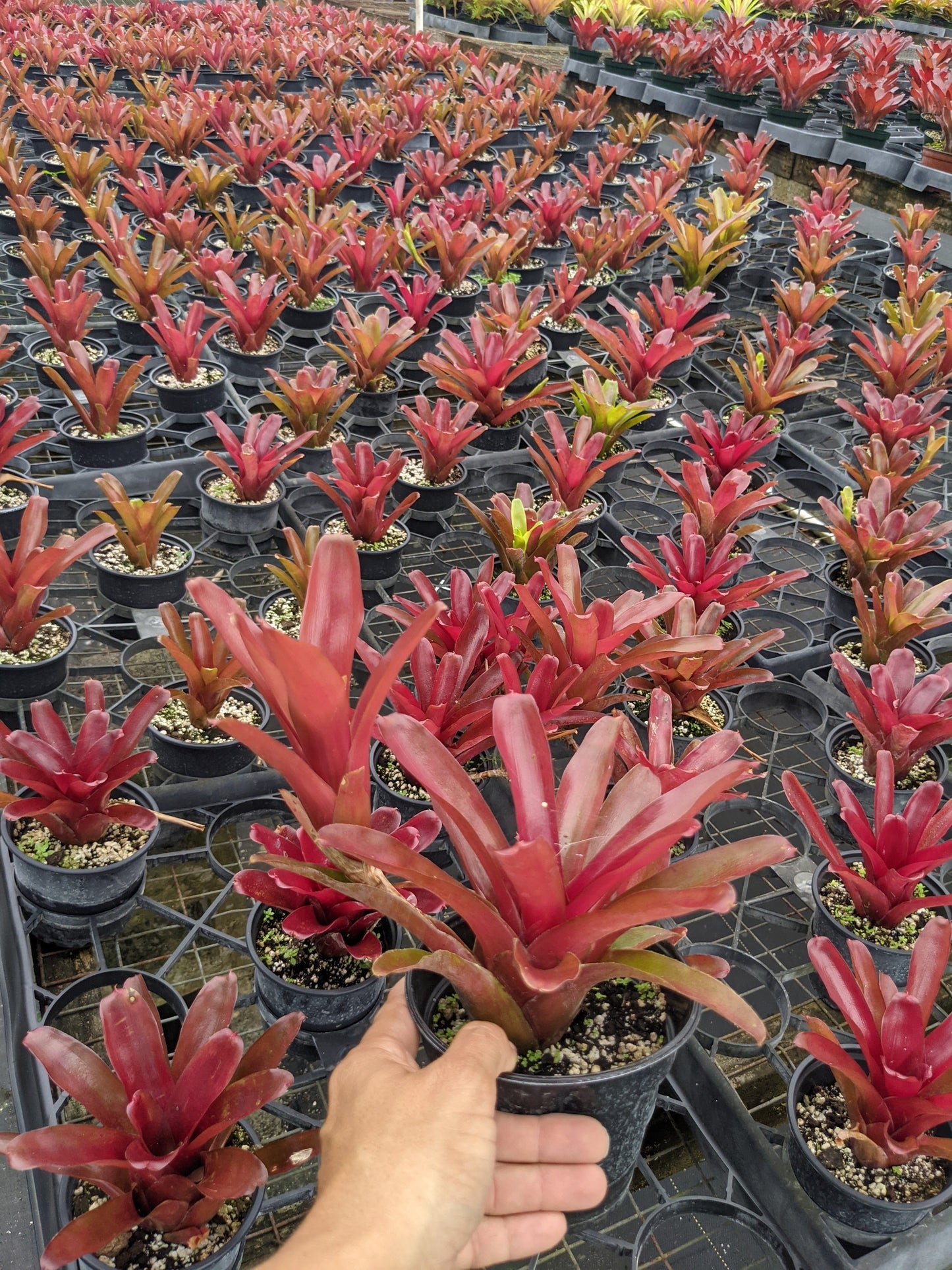 Neoregelia 'Fireball'