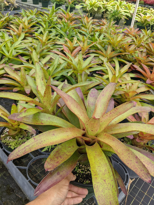 Neoregelia camorimiana