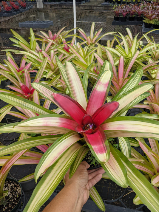 Neoregelia 'Ultima'