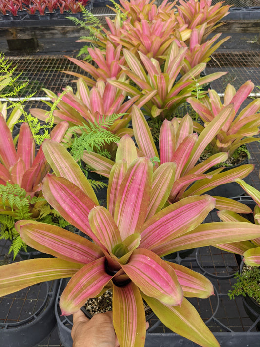 Neoregelia 'Martin'