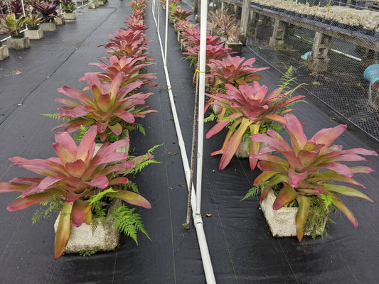 Neoregelia johannis (red leaf form)