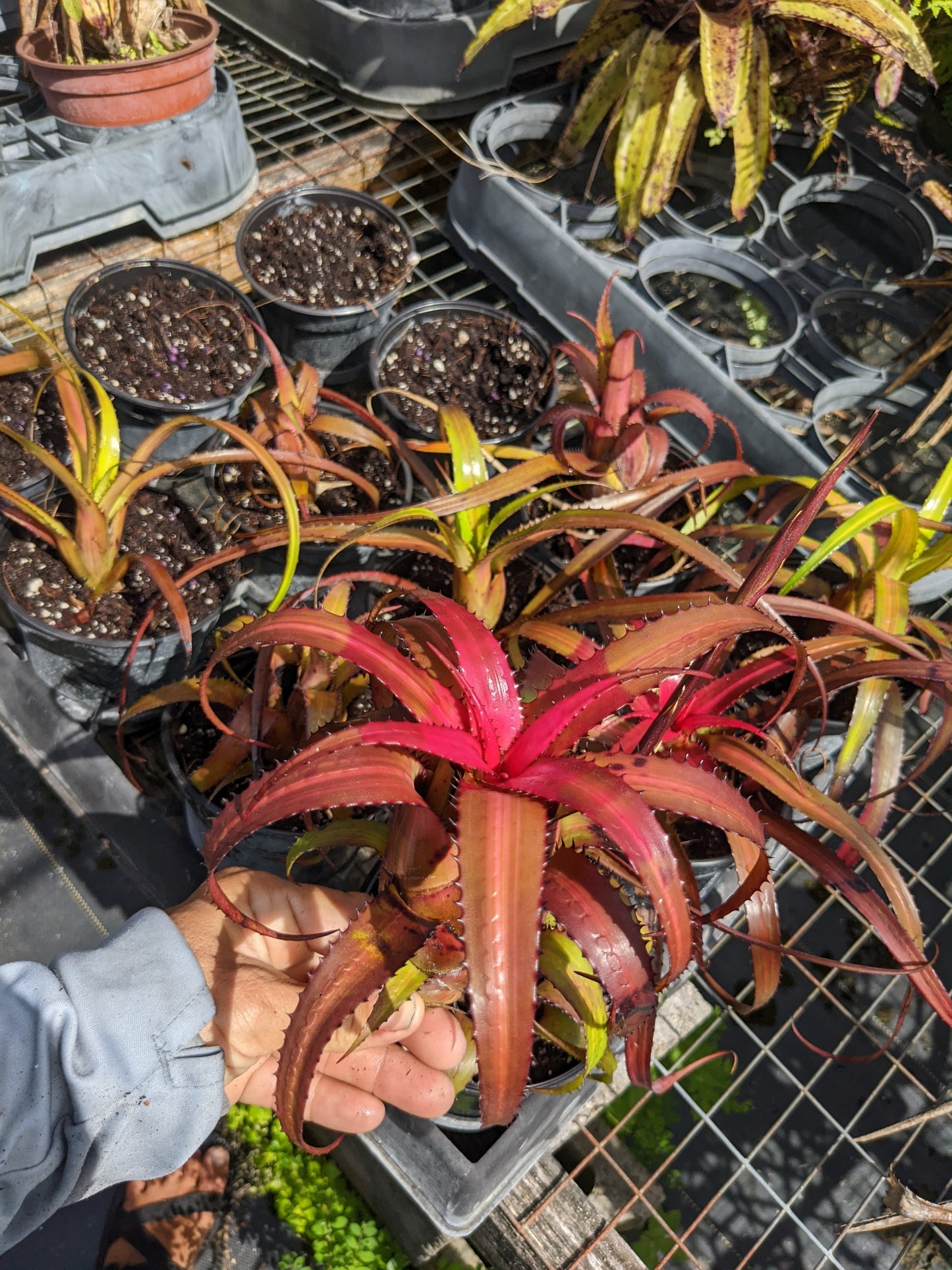 Neoregelia 'Stars and Stripes'