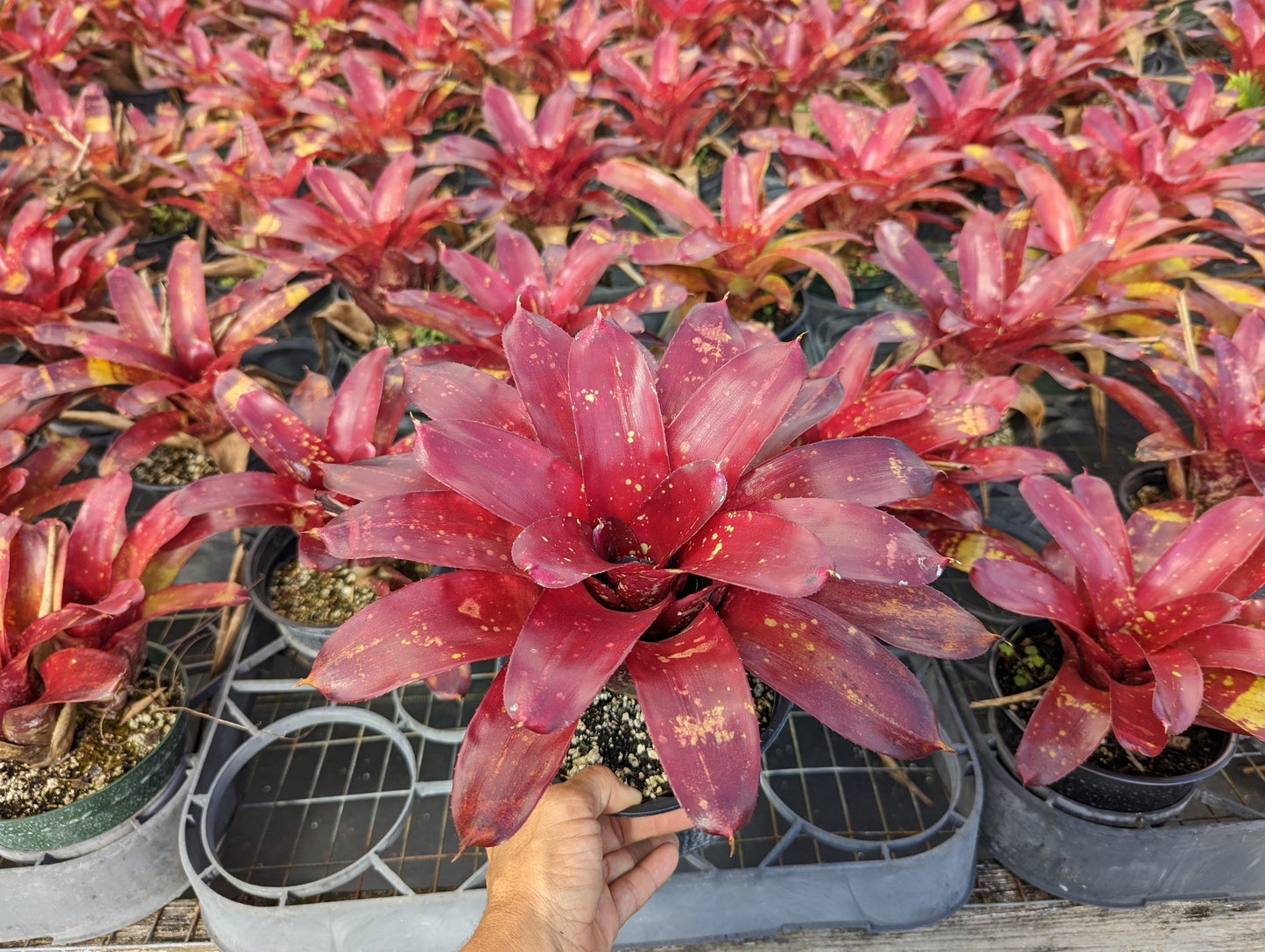 Neoregelia 'Gazpacho'