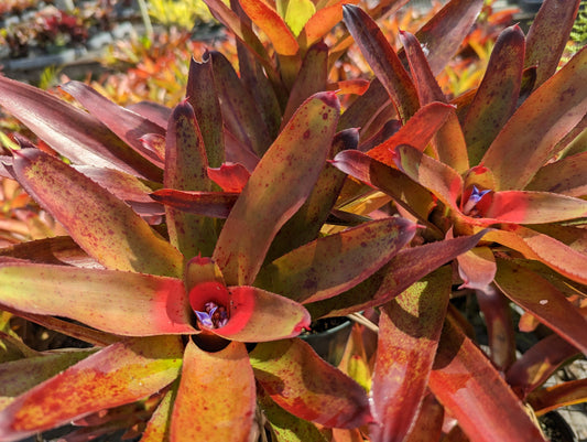 Neoregelia olens '696'