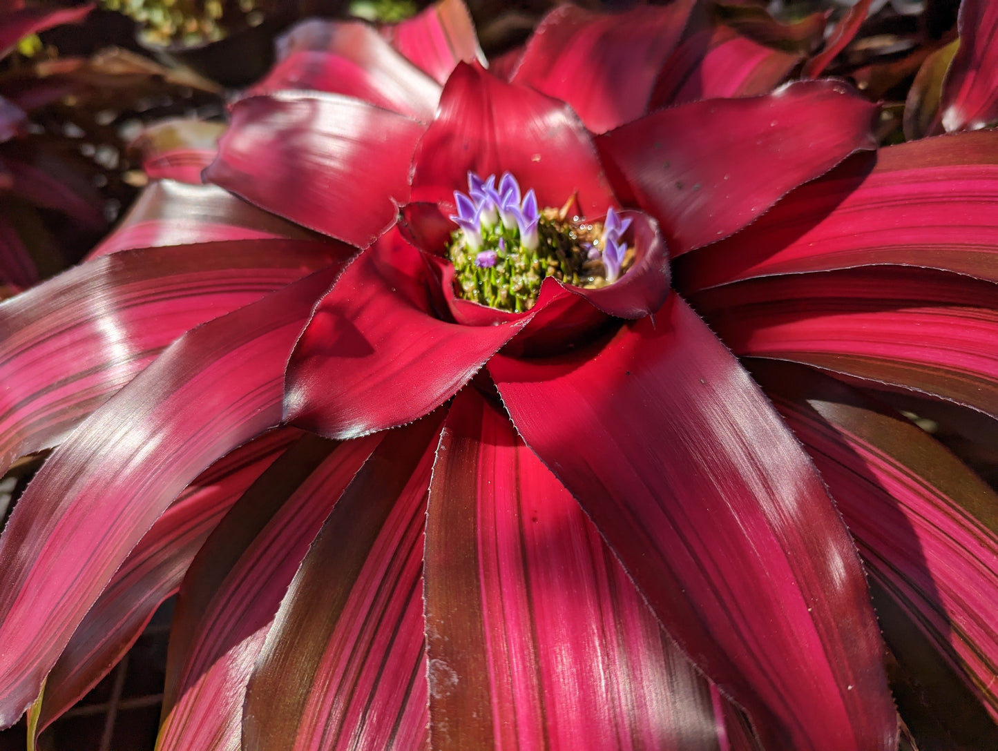 Neoregelia 'Crescendo'