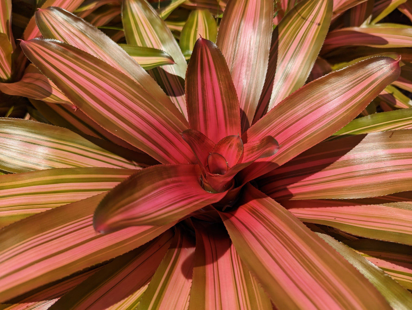 Neoregelia carolinae (variegated)