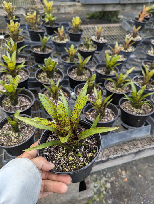 Neoregelia pauciflora (hybrid)