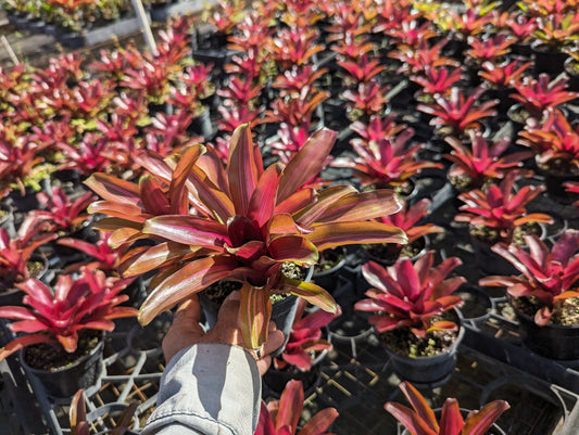 Neoregelia 'Zoe'