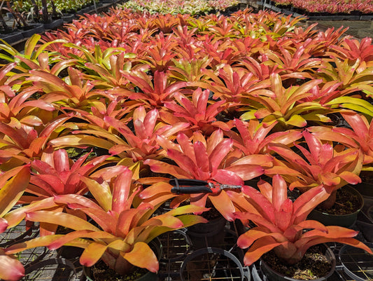 Neoregelia 'Flama'