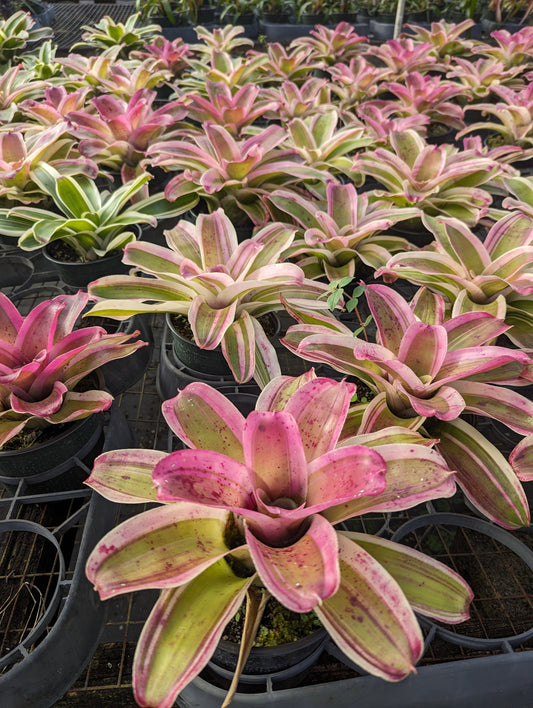 Neoregelia 'Morado'