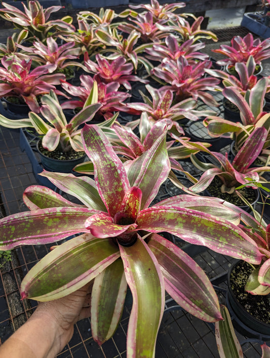 Neoregelia 'Milagro'