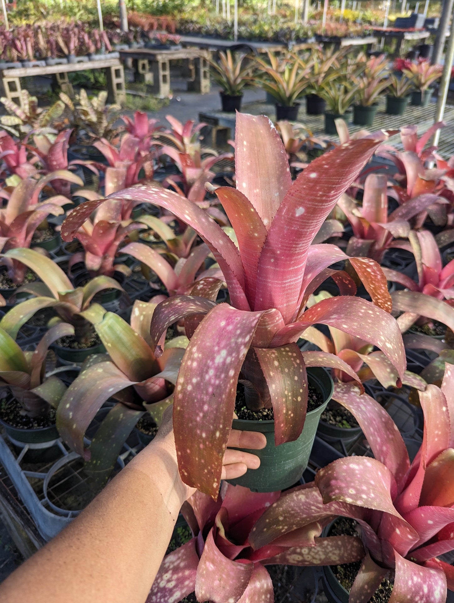 Billbergia 'Tarantella' – Tradewinds Tropicals, Inc.