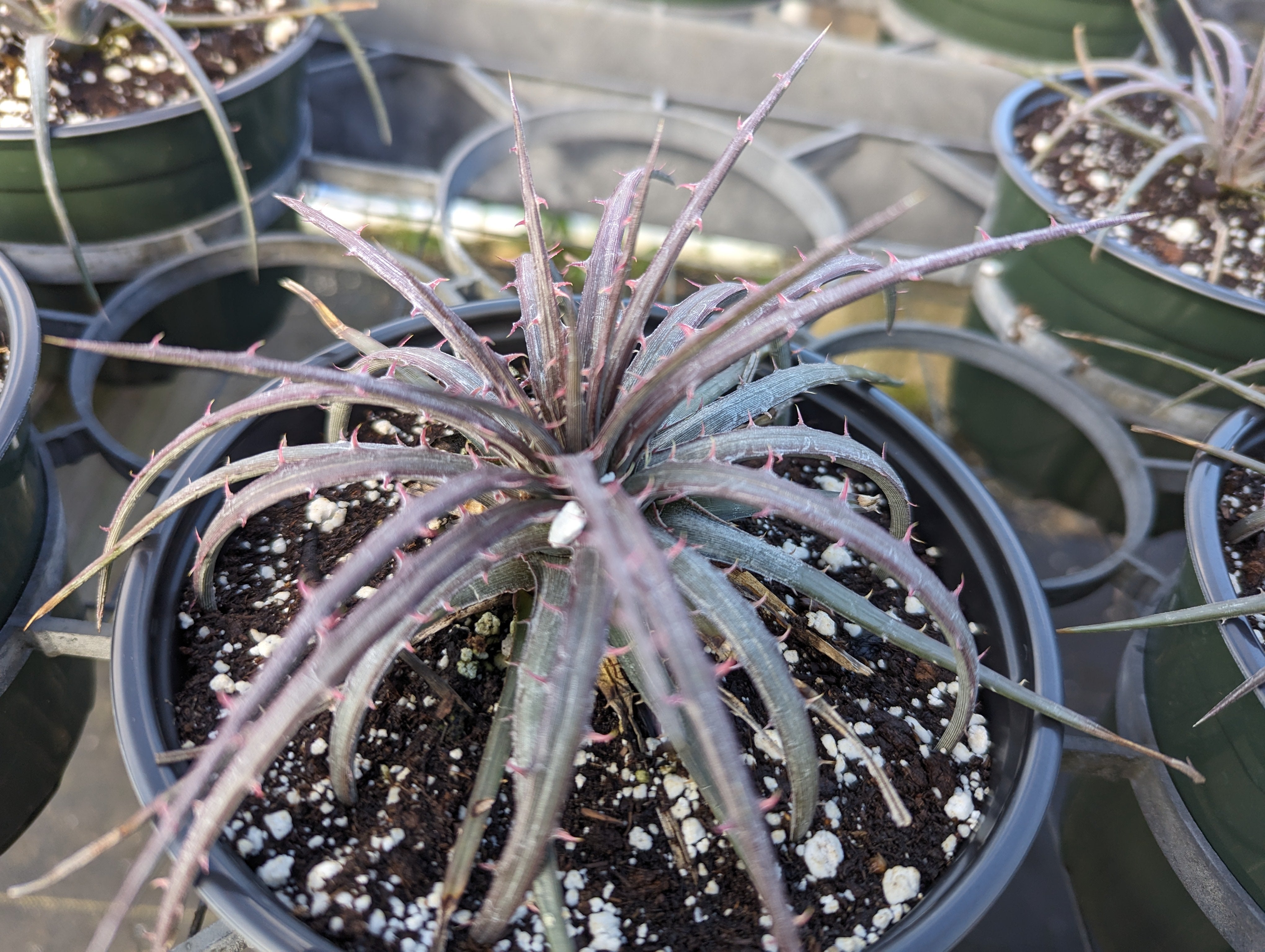 ディッキア ダウソニー Dyckia dawsonii from Berna ⑹ ディッキア・ダウソニー：Dyckia dawsonii Bill Baker's Clone